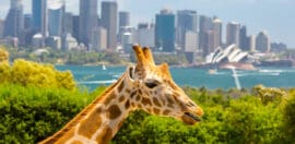 Strategy Spotlight: Taronga Conservation Society 