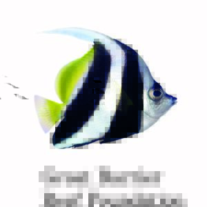 Director of Partnerships